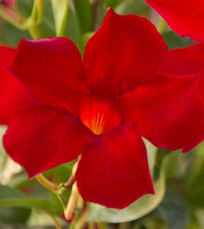 Mandevilla Sun Parasol® Pretty Crimson